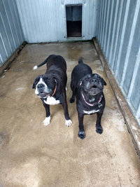 Courettes extérieures des Chiens